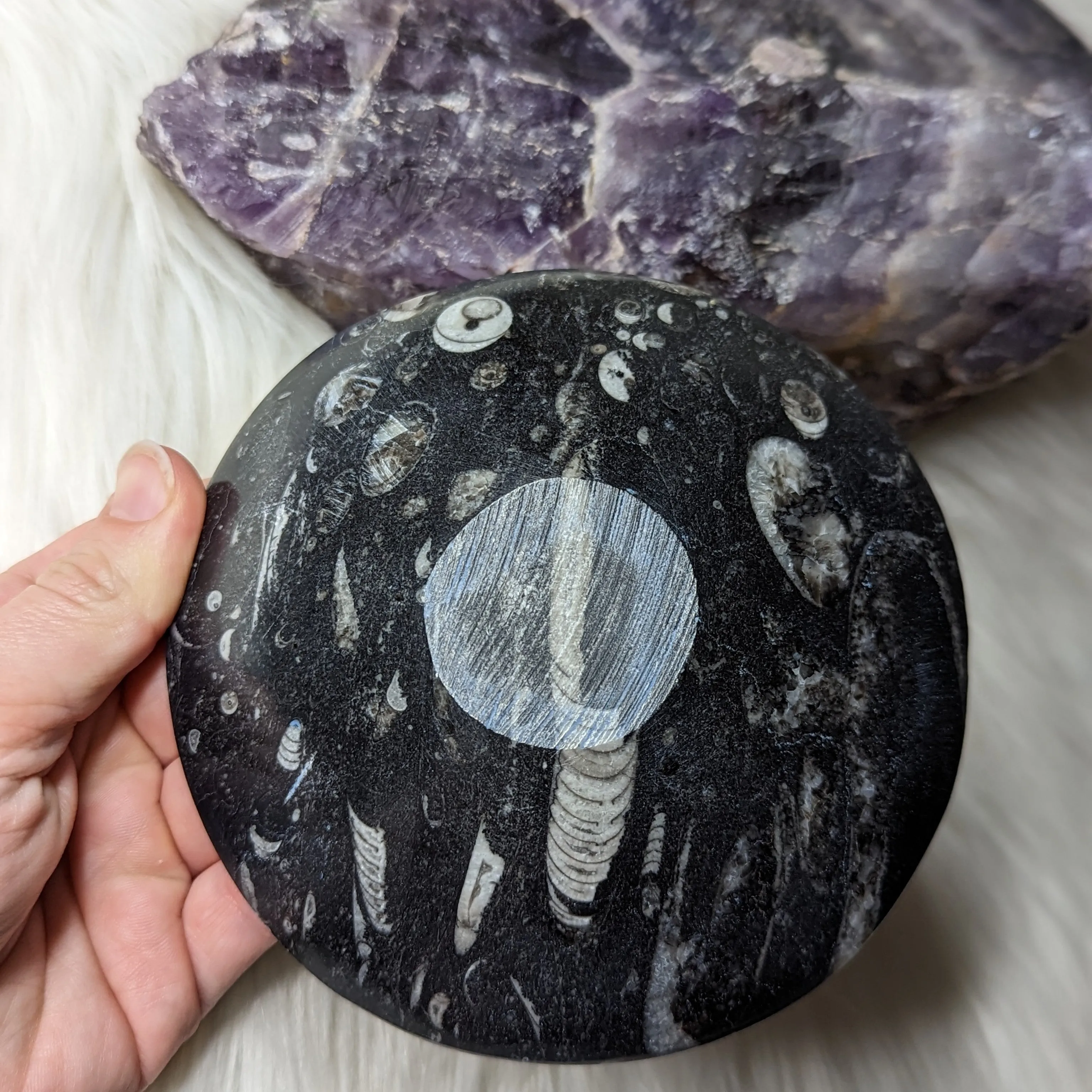 Orthocera Fossil Bowl ~ Charging Dish for Crystals and Trinkets